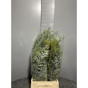 Acacia Argenta
