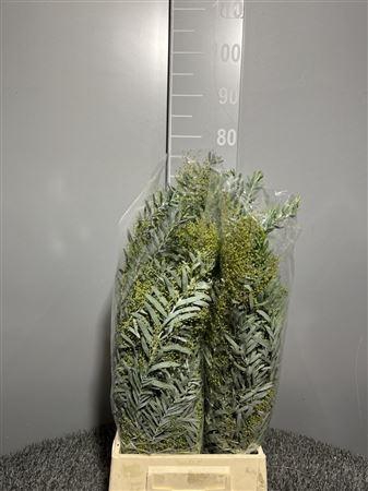 <h4>Acacia Argenta</h4>