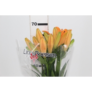 LIRIO HONESTY 070 CM