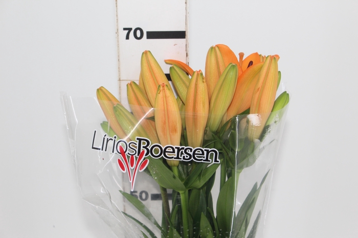 <h4>LIRIO HONESTY 070 CM</h4>