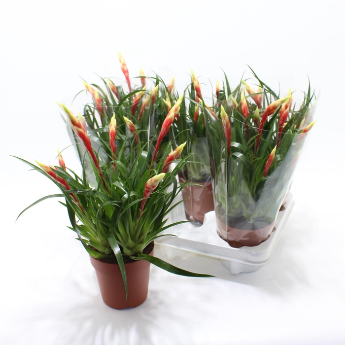 <h4>VRIES SHANNON</h4>