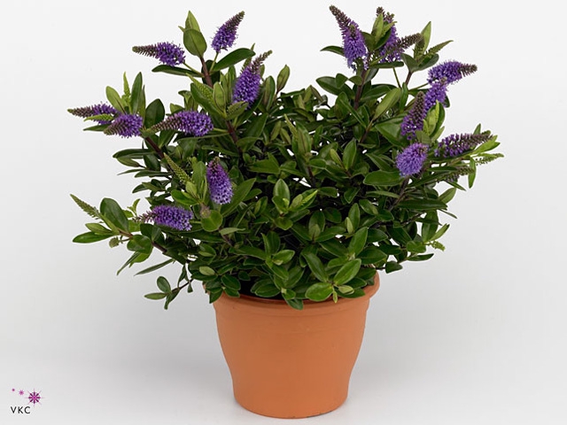 Hebe  'Hebedonna Anna'