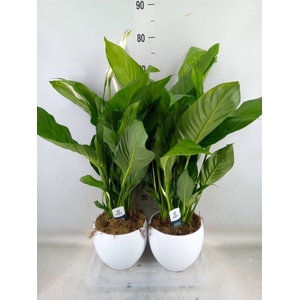 Spathiphyllum  'Bingo Cupido'
