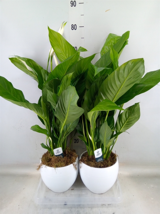 <h4>Spathiphyllum  'Bingo Cupido'</h4>