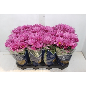 CRISANTEMO MINI P13 ROSA