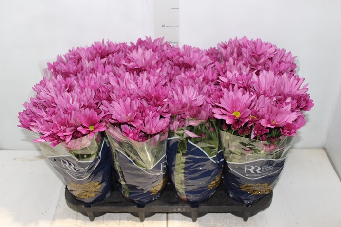 <h4>CRISANTEMO MINI P13 ROSA</h4>