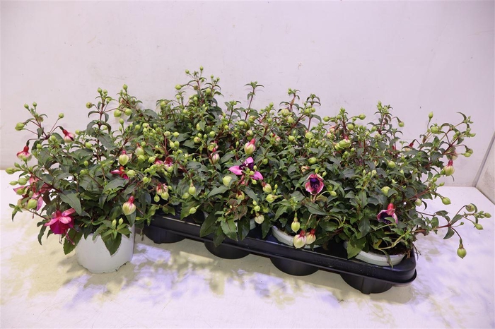 <h4>Fuchsia B F Georgia</h4>