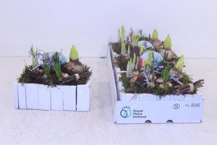 <h4>ARR BOL KNOLGEWAS</h4>