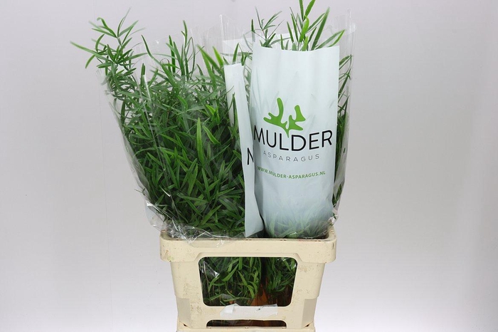 <h4>Asparagus Falcatus</h4>