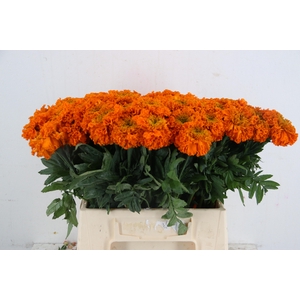 TAG E PROMISE ORANGE