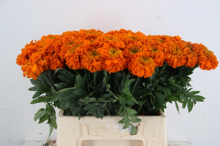 TAG E PROMISE ORANGE