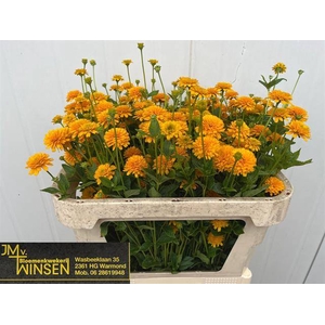 Heliopsis Hel Asahi Winsen