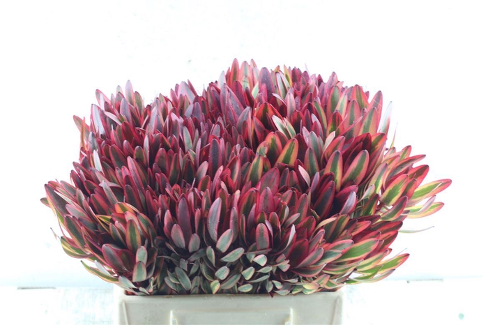 <h4>Leucad Jester</h4>