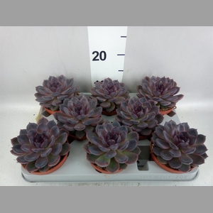 Echeveria   ...