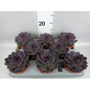Echeveria   ...