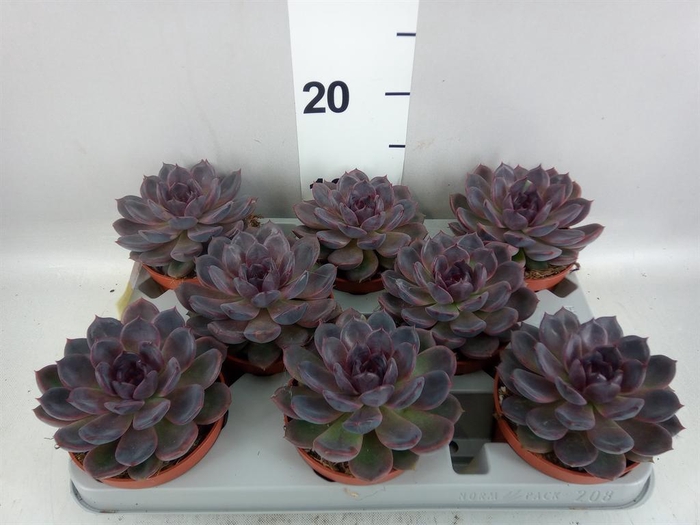 <h4>Echeveria   ...</h4>