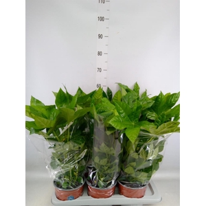 Fatsia japonica   ...