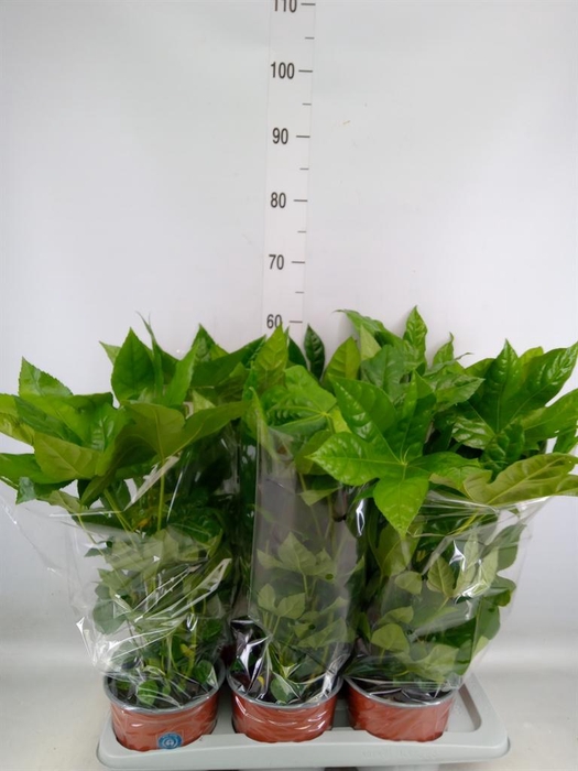 Fatsia japonica   ...