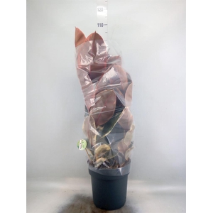 Ficus elastica 'Belize'