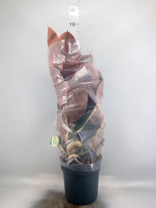 <h4>Ficus elastica 'Belize'</h4>
