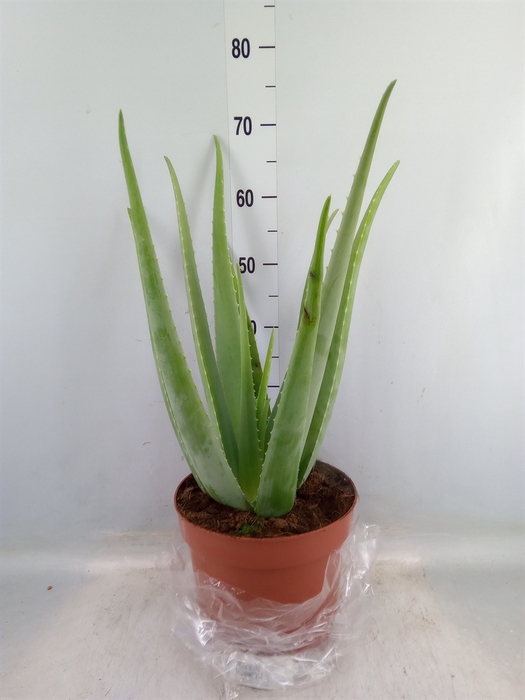 <h4>Aloe vera</h4>