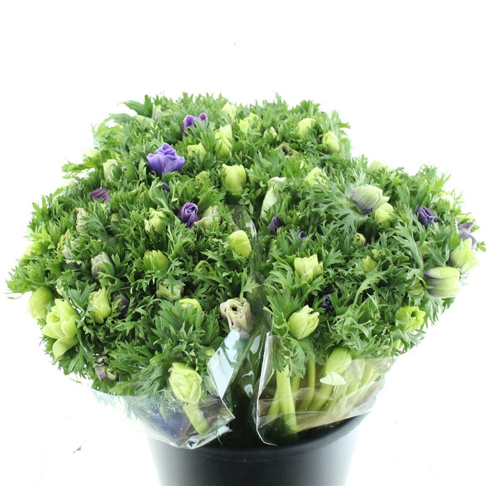 <h4>Anem Co Mar Pastel Mix</h4>