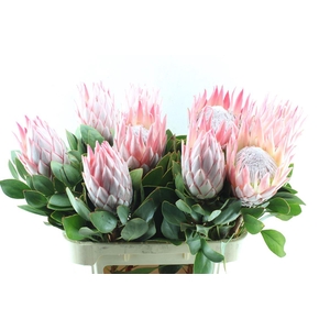 Protea Cynaroides