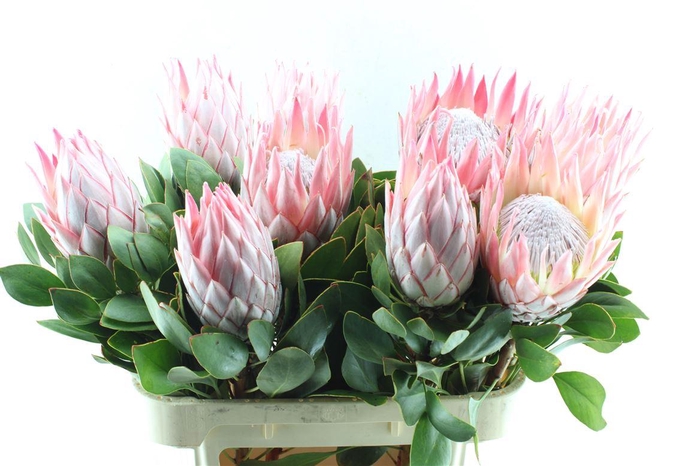 <h4>Protea Cynaroides</h4>