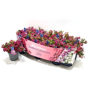 Gaultheria mucronata (mannelijk) Man met etiket