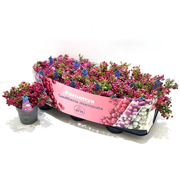 <h4>Gaultheria mucronata (mannelijk) Man met etiket</h4>