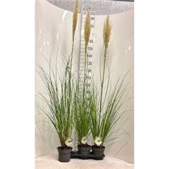 <h4>Cortaderia sell. 'Pumila'</h4>