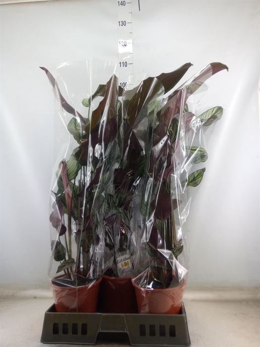 <h4>Calathea majestica 'Whitestar'</h4>