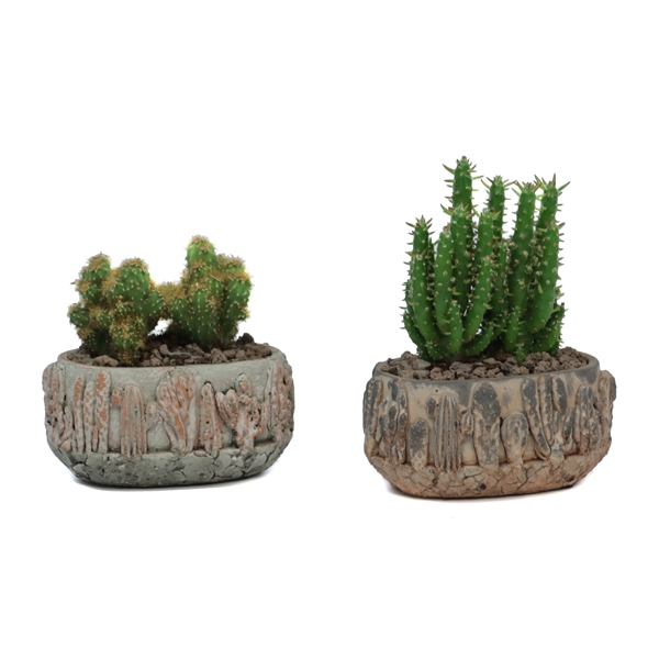 <h4>2x Cactus 5,5 cm in tacana ovale pot met lava steentjes</h4>