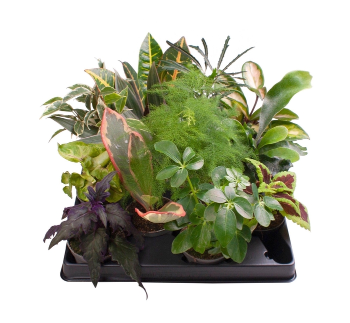<h4>GROENE PL GEM OV</h4>