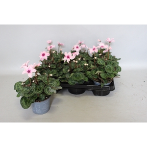 Cyclamen Super Serie Illusia