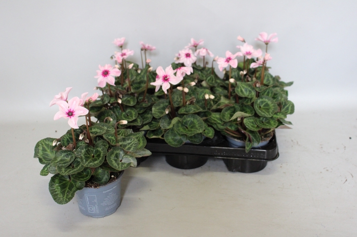 <h4>Cyclamen Super Serie Illusia</h4>