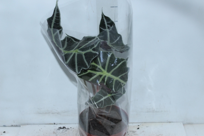<h4>ALOCASIA POLLY P17</h4>