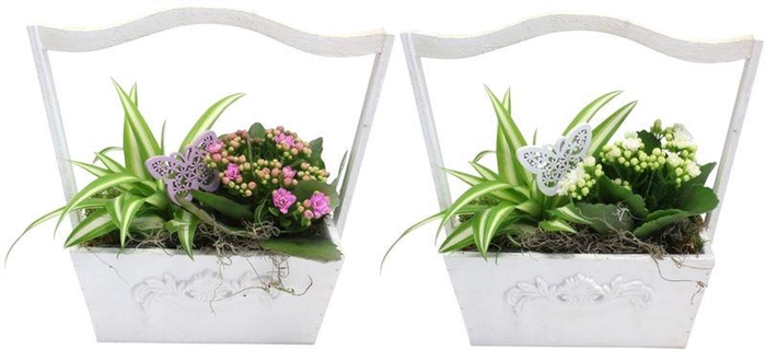 <h4>8427 HENGSELBAK INDOOR</h4>