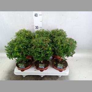 Myrtus communis