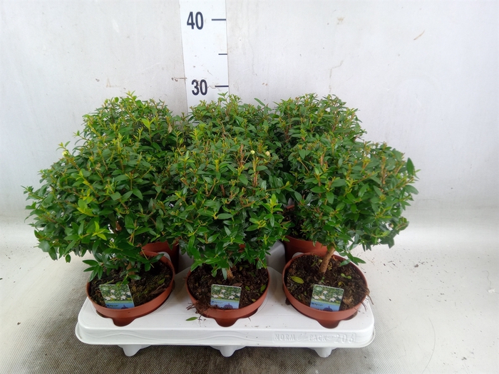<h4>Myrtus communis</h4>