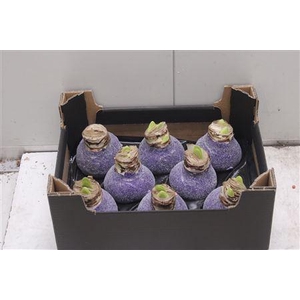 Amarillis Bol Paars Glitter