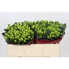 Hypericum Lucky Romance