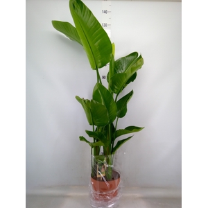 Strelitzia nicolai