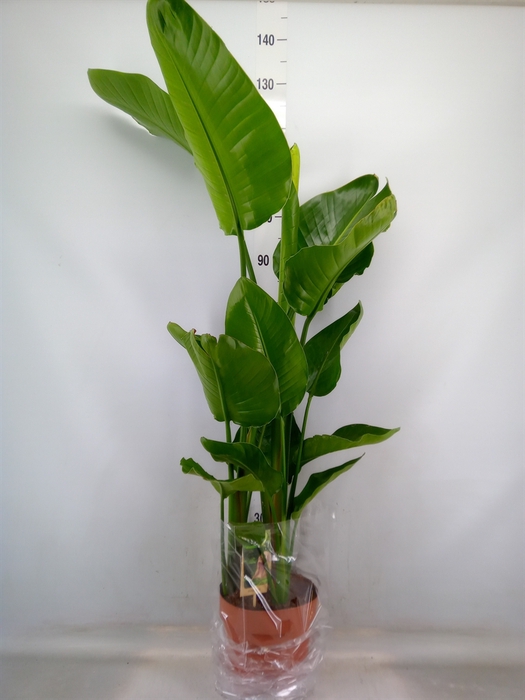<h4>Strelitzia nicolai</h4>