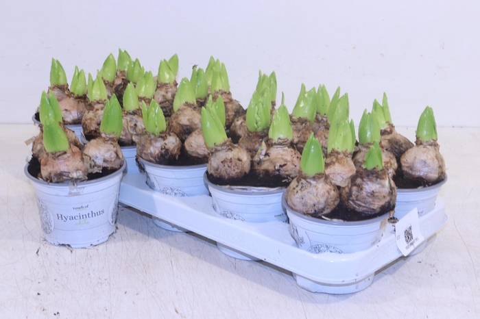 <h4>HYACIN WHITE PEARL</h4>