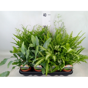 Ferns   ...mix