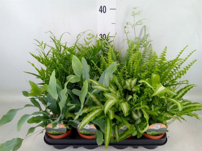 <h4>Ferns   ...mix</h4>