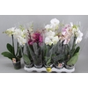 Phal Gem