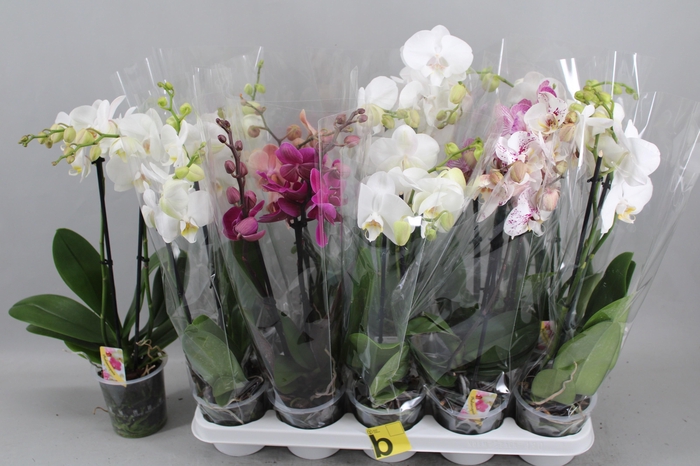 Phal Gem