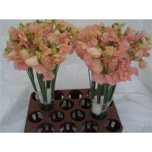 Lathyrus Zalm